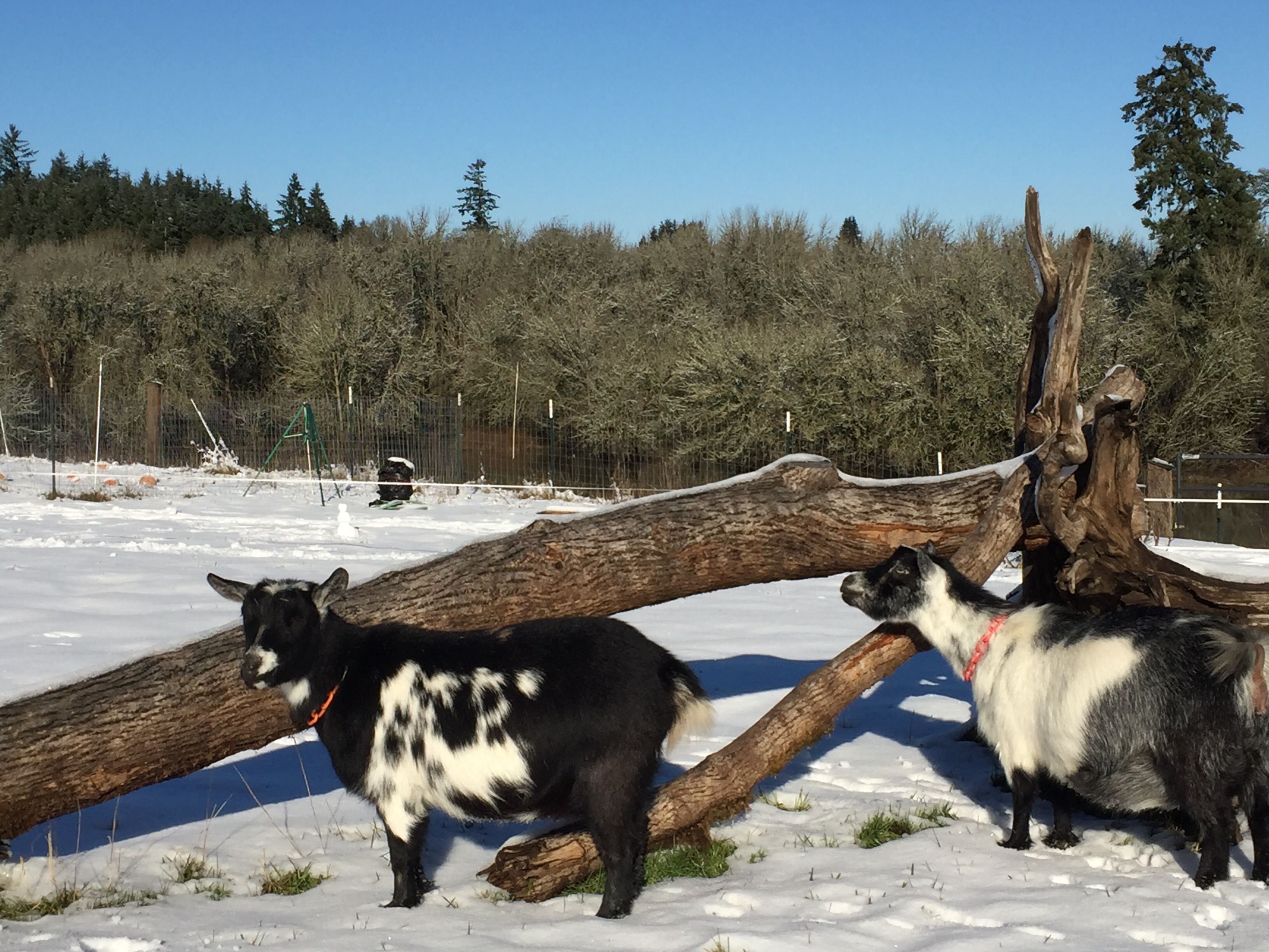 Goats in snow On The Banks of Salt Creek