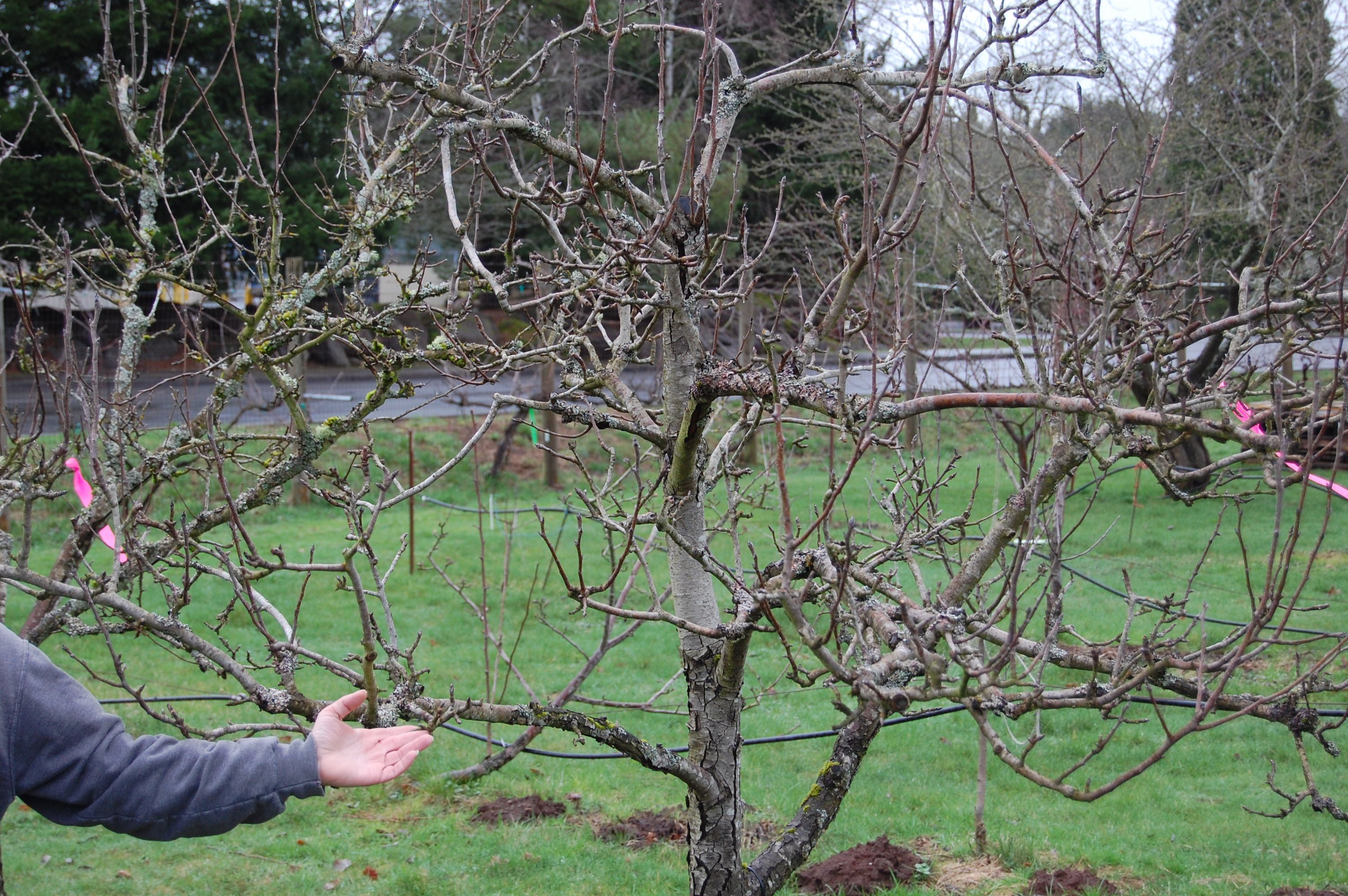 Обрезки фото. Pruning Apple Trees. Обрезка яблони фото. Сеть для яблонь. Обрезка декоративной яблони.