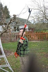 Fruit Tree Pruning