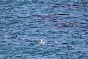 gray-whale watching. Otter-Rock Oregon