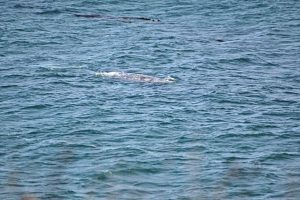 gray-whale watching. Otter-Rock Oregon