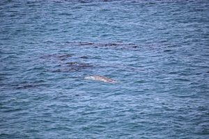 gray-whale watching. Otter-Rock Oregon