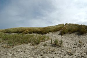 south beach state park newport, Oregon dunes.