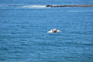 Otter Rock Oregon