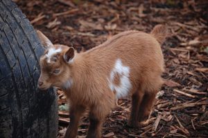 Baby Nigerian Dwarf Doelings for Sale