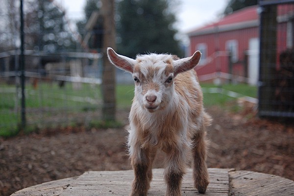Baby Nigerian Dwarf Goat Wethers for Sale – On The Banks of Salt Creek